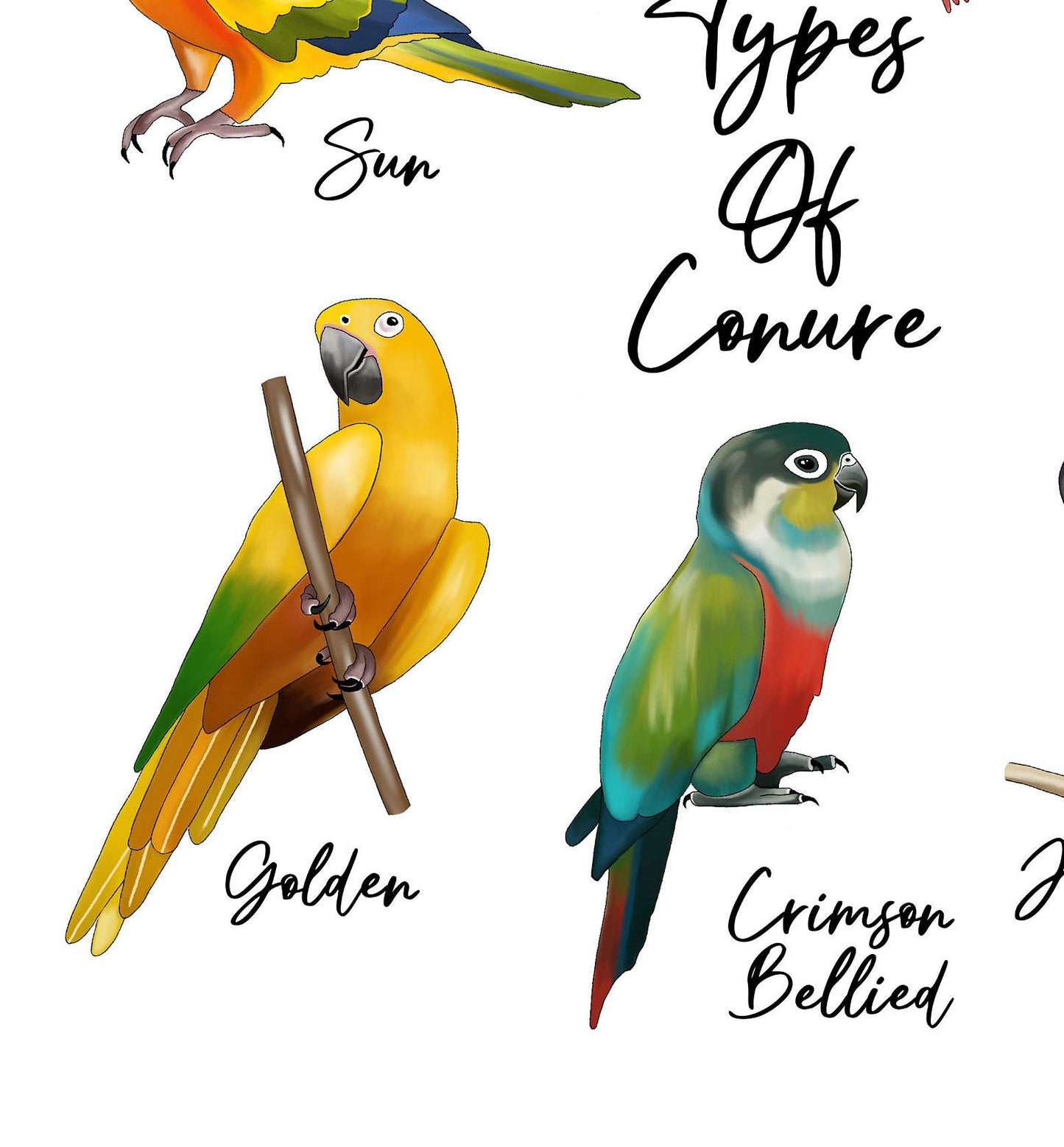 Conure chart print / Conure print / Tropical parrot Gift / Tropical /Home Decor / Parrot print / Wall art/ Conure gift / Bird print